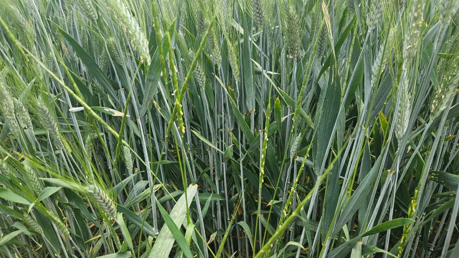 Как бороться с эгилопсом в посевах озимой пшеницы