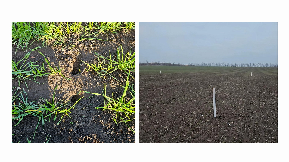 Как защитить посевы от мышевидных грызунов