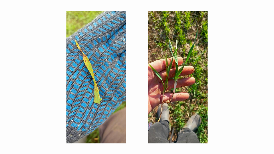 Что происходит с озимым ячменём. Разбор реального случая на поле